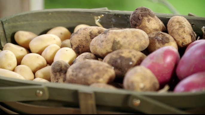 Grow, Care For, And Harvest Potatoes A 2024