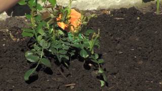 The Right Way to Plant With Compost