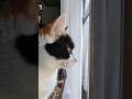 みみみのみいちゃんの家猫生活~ほふく前進 2026.1.25