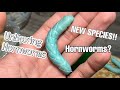 Unboxing Hornworms - They’re huge😨🐛