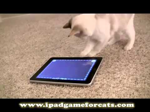 Gioco Per Gatti Su Ipad Youtube