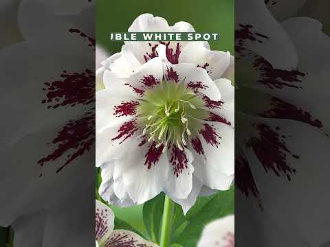 Video: Typer Hellebores: Lær om varianter av Hellebore-blomster