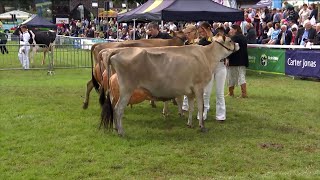 Buwch Hyn Cyflaeth Jersey | Senior Jersey Cow in Milk