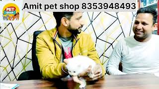 Cute Persian cat sell for Amit pet shop in azamgarh 8353948493 #azamgarh #persian #persiancat #cat