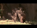 Gorilla Celebrates 55th Birthday at the San Diego Zoo Safari Park