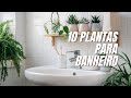 10 PLANTAS PARA TER NO SEU BANHEIRO