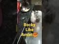 Rocky  amletcuterockysweetshortsyoutubeshorts