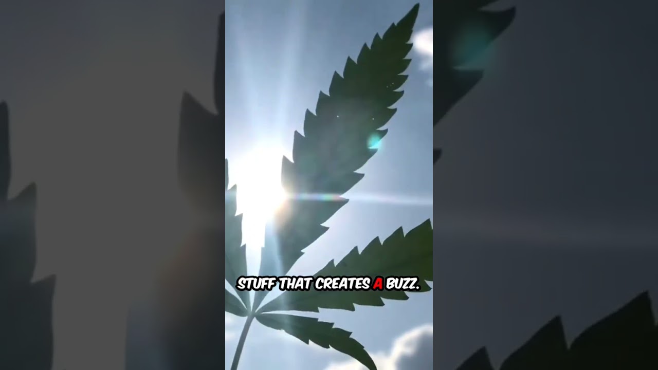 Marijuana, edible???