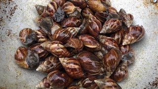 Download lagu Lạ Miệng Món Ốc Sên Khổng Lồ Chuẩn Vị Quê Đặc Sản Của Người Vùng Cao Lạ Miệng Món Ốc Sên Khổng Lồ Chuẩn Vị Quê Đặc Sản Của Người Vùng Cao
