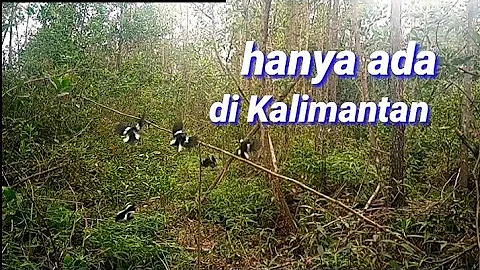 Mikat Kacer di lokasi yang memang bener bener banyak burung kacernya