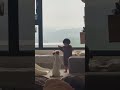 【Jack Russell Terrier傑克羅素㹴BonBon】dog standing#shorts#jackrussellterrier #傑克羅素㹴#잭러셀