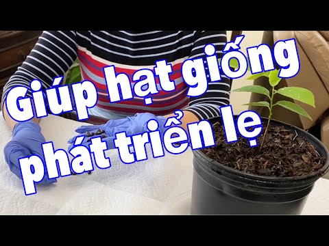 Video Cách giúp hạt giống Mãng Cầu Dai phát triển lẹ và cây... - youtube