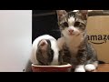 ついつい聞いてしまう猫の咀嚼音に癒される