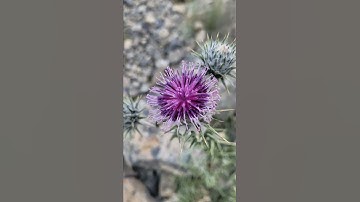 Thumbnail of spiti valley's Beautiful vibe 💞🥰#nature #himachal #reels #flower
