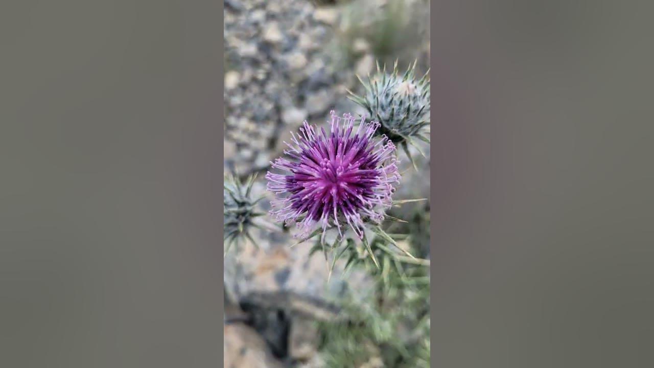 spiti valley's Beautiful vibe 💞🥰#nature #himachal #reels #flower
