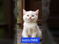 "Sweet Kittens " #cat #funny #shorts