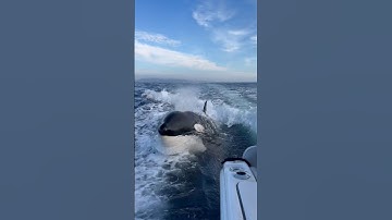 Watch your back! #killerwhale #orca #viral