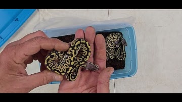 Ball Python Clutch 2025-35 Update 