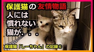 保護猫「しーちゃん」と「きいた」の友情物語。奇跡の復活を遂げた「しーちゃん」が、ふとしたきっかけで猫への友情が芽生える。心温まる保護猫の友情物語。