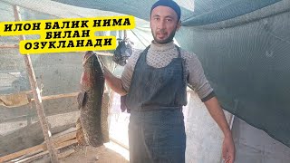 973534959. Илон балик нималар билан озукланади.Ilon baliq nimalar bilan ozuqlanadi.