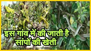 Snake Farming|| एक गांव, जहां की जाती है सांपों की खेती