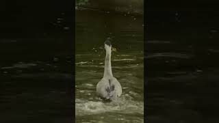 Цапля ест утят #птицы #birds #food