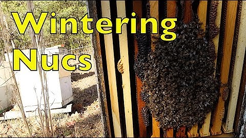 Overwintering Nucs for 2023
