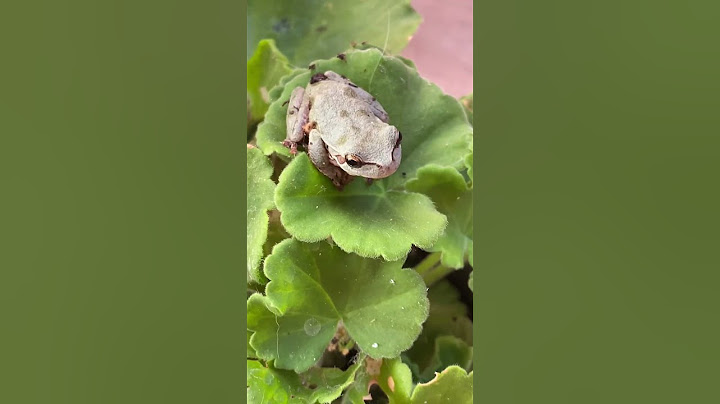 🐸”Io Rana Battistina Giovanna❤️…son venuta ad abitare dai miei Amici…Buongiorno a Tutti 🌞