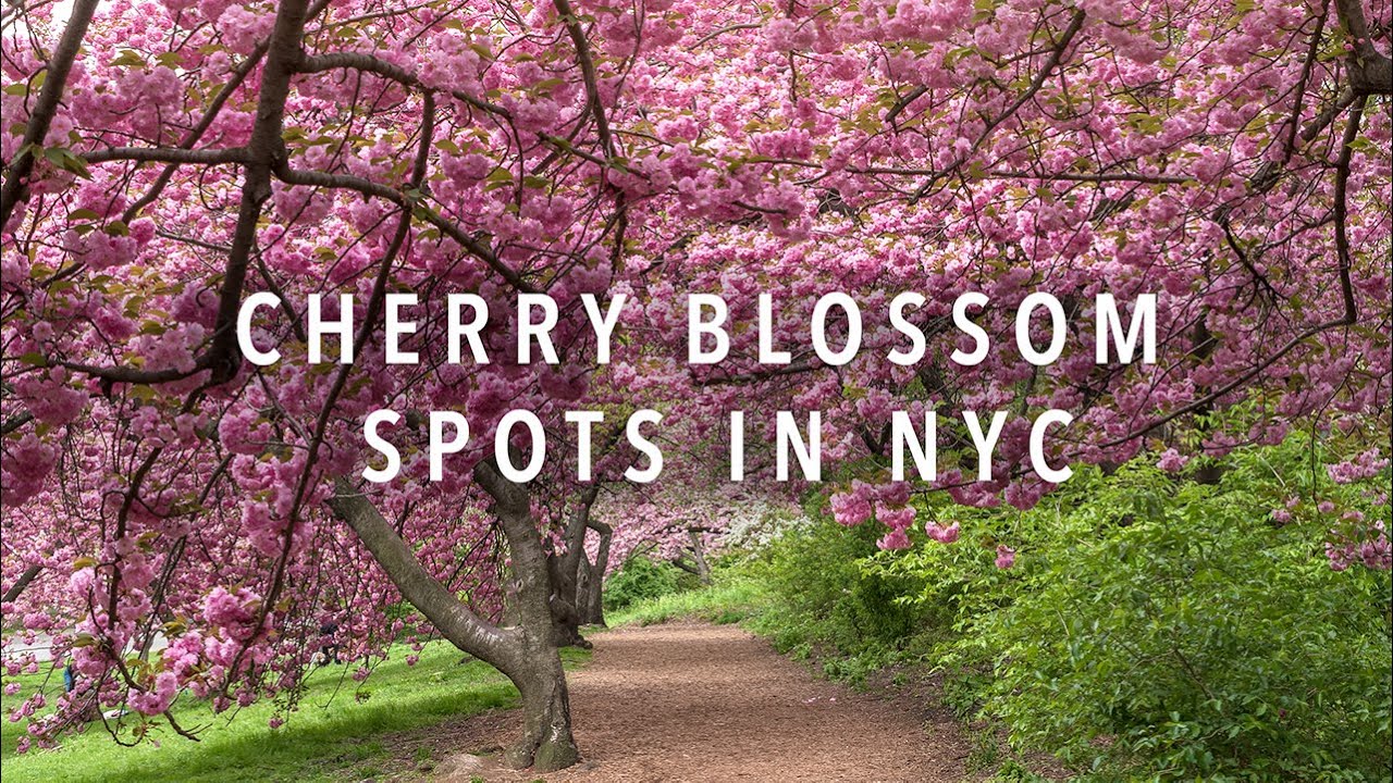 New blossom. Cherry Blossom in New York.