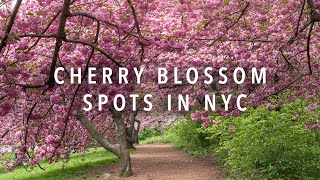 Best Places to see CHERRY BLOSSOMS in NYC