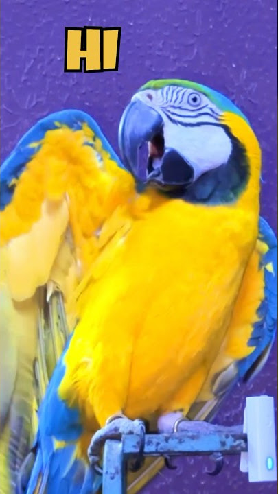 TALKING PARROT❤️ | 4 LAKH KA TOOTA