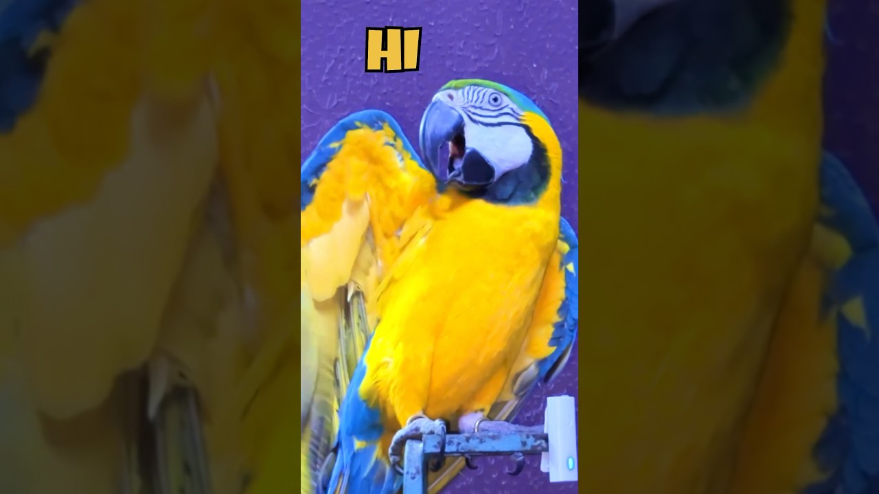 TALKING PARROT❤️ | 4 LAKH KA TOOTA