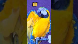 Talking Parrot 4 Lakh Ka Toota