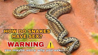 How Do Snakes Mate And Give Birth?