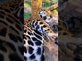 Jaguar loves belly rubs so cute