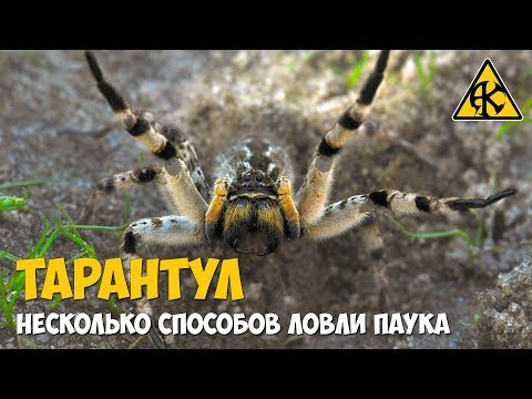Паук Тарантул, несколько способов ловли