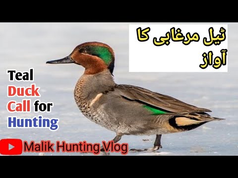 Green Wing Teal Duck Call | Teal Duck Sound | Malik Hunting Vlog