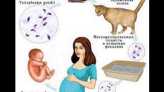Токсоплазмоз собак и кошек Токсоплазмоз собак и кошек