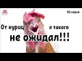 Миллион на свиньях.Яичный бизнес.Идея Фикс.