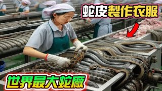 世界最大的蛇廠兇猛劇毒、工作高危再毒的蛇也難逃厄運