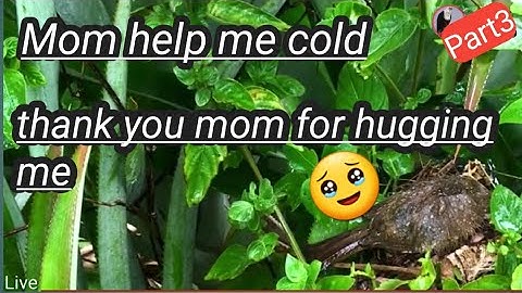 Trucukan is feeding her hungry children‼️Suddenly heavy rain flushed the nest.