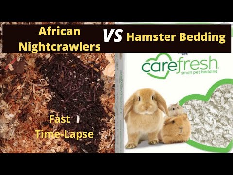 African Nightcrawlers vs Hamster Bedding Time Lapse with voiceover (Fast)