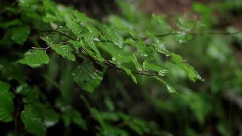 Relaxing Quran with rain - Yasser Al-Dosari - تلاوة هادئة مع صوت المطر ياسر الدوسري