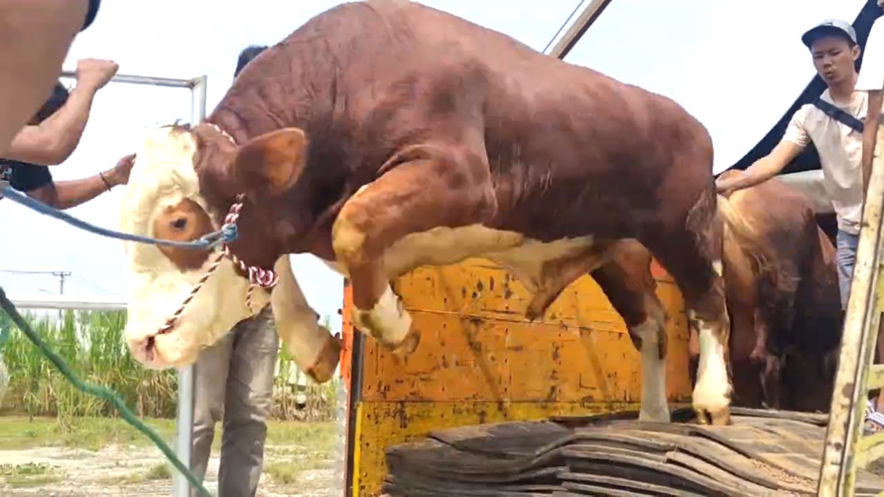 SAPI NGAMUK TURUN DARI TRUK OLENG BOIS DI PUSAT APPSI - YouTube