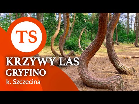 Krzywy Las - Gryfino koło Szczecina - Atrakcje w Polsce - 4K