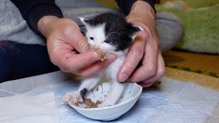 初めて食べる離乳食に感動が止まらないチビショッカー