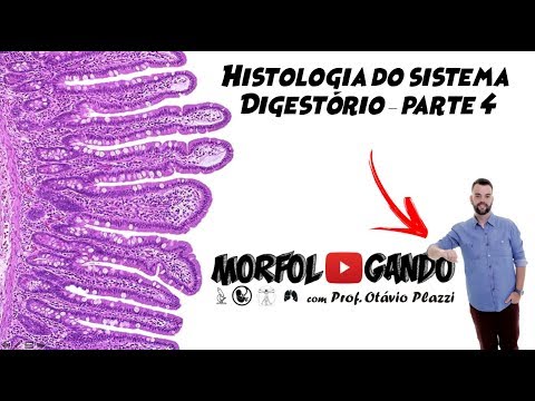 Vídeo: Proteínas De Repetição De Dipéptidos Inibem O Reparo De Quebra De Fita Dupla Do DNA Direcionado à Homologia Em C9ORF72 ALS / FTD