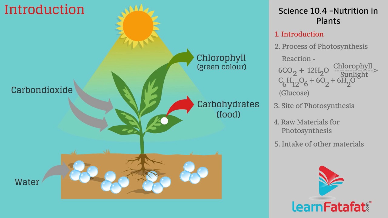 photosynthesis cycle