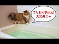 台風19号から愛猫を守るためにしておくこと。