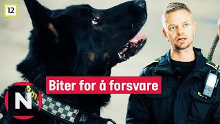 Politiet Lærer Politihundene Å Bite | Politihundene | Tvnorge